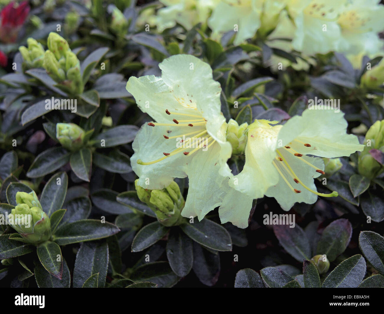 sansevieria silver blue Shop 'Moonshine Snake Plant - Sansevieria moonshine' Care and Info main image 1
