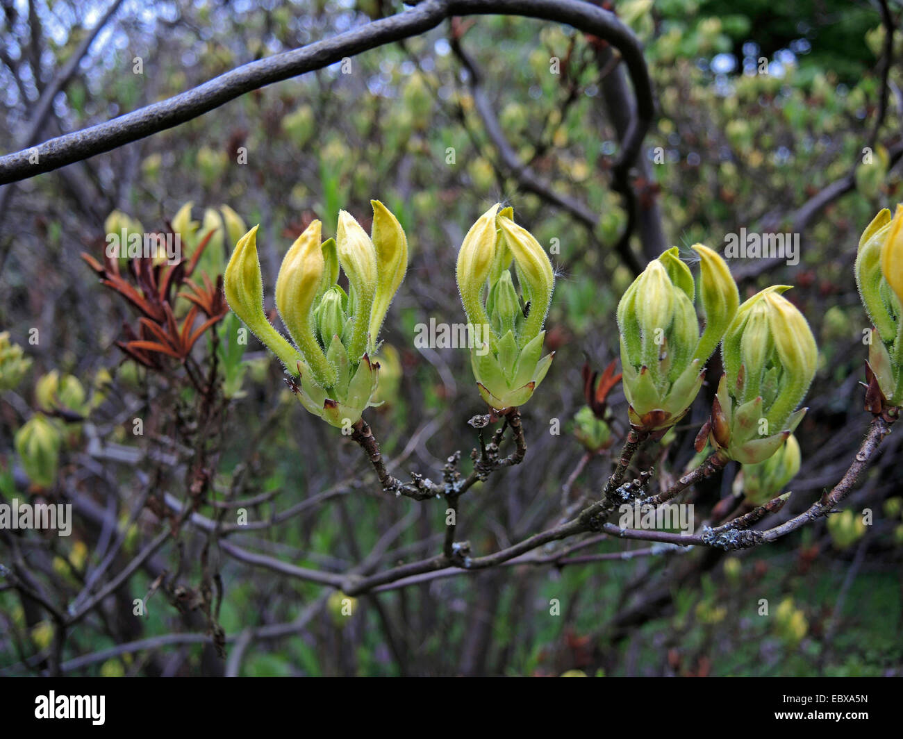 Yellow Azalea (Rhododendron luteum, Rhododendron flavum, Azalea pontica), buds Stock Photo