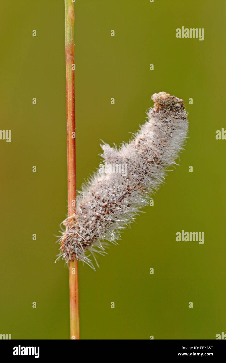 Case-bearer (Coleophora pennella), bag of a larva Stock Photo