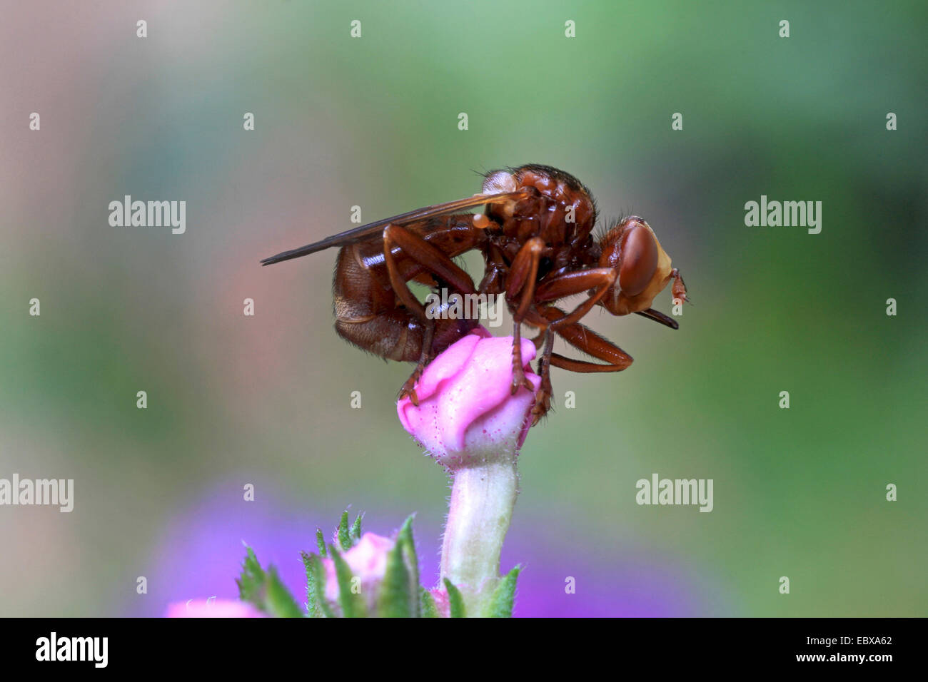 thick-headed flies (Conopidae), on a flower bud, Germany Stock Photo