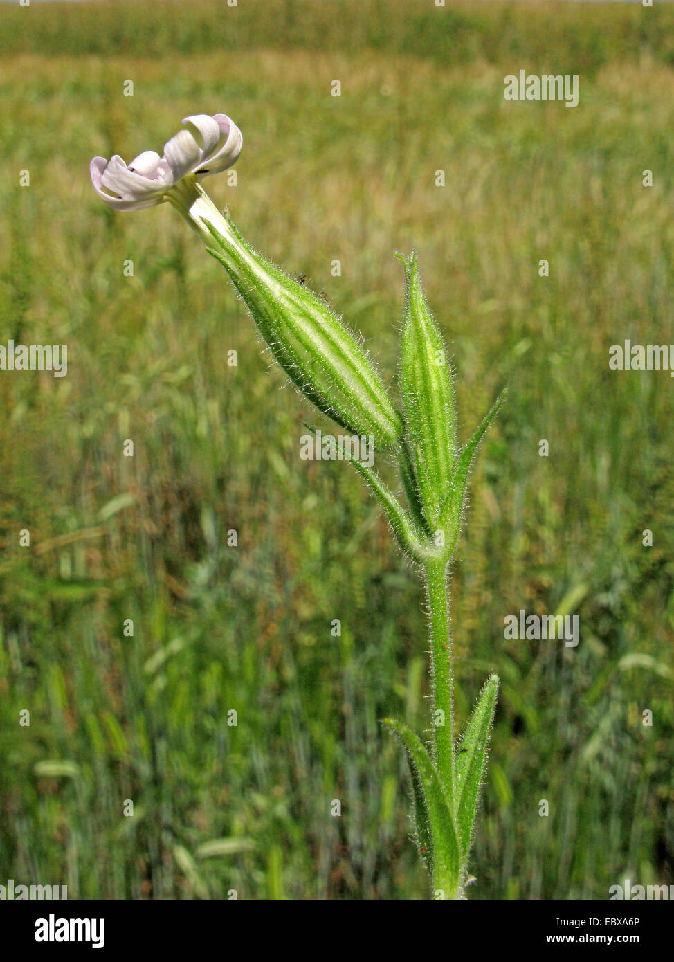 night-flowering catchfly (Silene noctiflora), blooming, Germany, Baden-Wuerttemberg Stock Photo