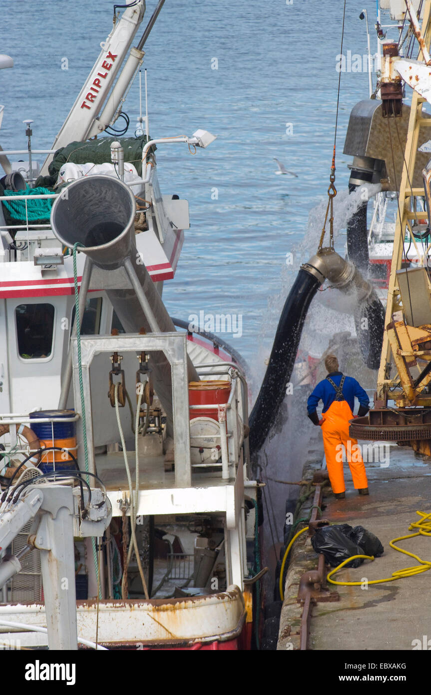 Norwegian fishingboat and its crew are unloading the catch, Norway, Finnmark, Honningsvaag Stock Photo