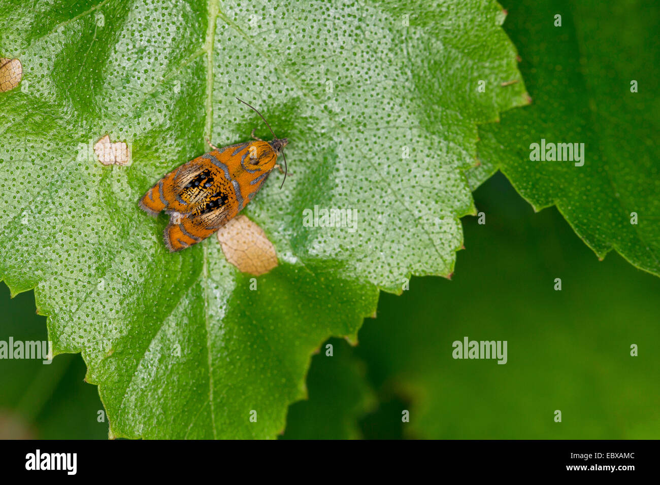 Arched Marble, tortrix moth (Olethreutes arcuella, Olethreutes arcuana), on a leaf, Germany Stock Photo