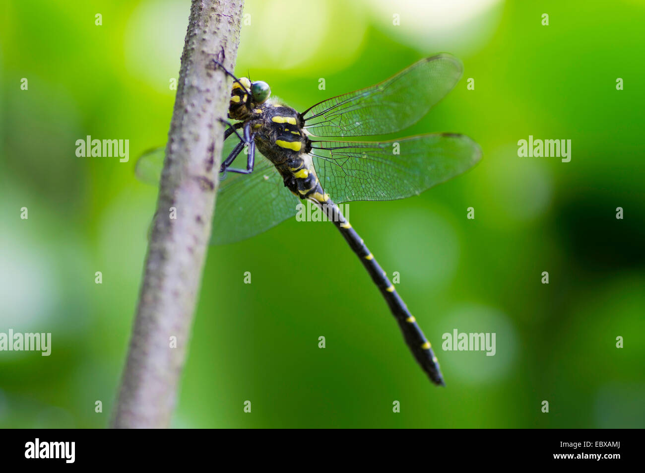 golden-ringed dragonfly (Cordulegaster boltoni), at a twig, Germany, Saxony Stock Photo