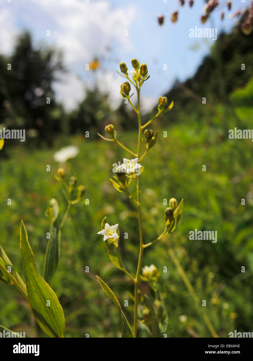 Thesium (Thesium bavarum), blooming in a meadow, Germany, Baden-Wuerttemberg Stock Photo