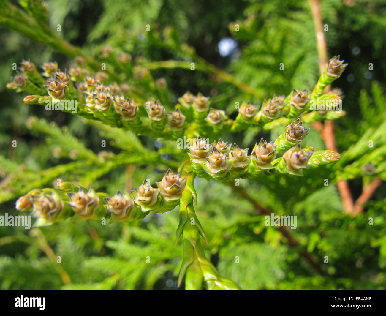 red cedar (Thuja plicata), branch with young cones Stock Photo