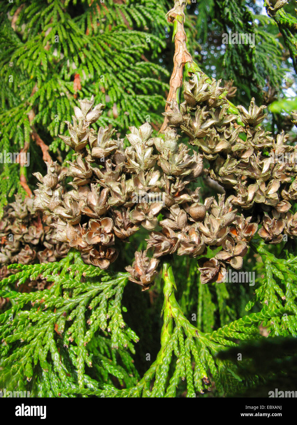 red cedar (Thuja plicata), branch with mature cones Stock Photo