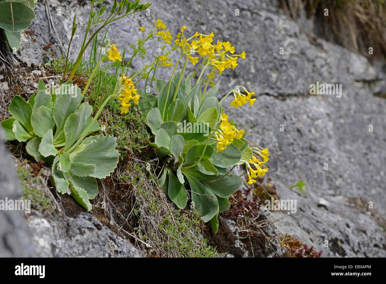 Dusty Miller, Garden Auricula (Primula auricula), blooming on a rock, Austria, Styria Stock Photo