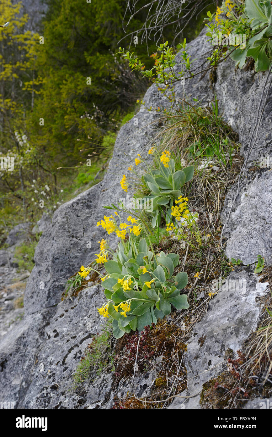 Dusty Miller, Garden Auricula (Primula auricula), blooming on a rock, Austria, Styria Stock Photo