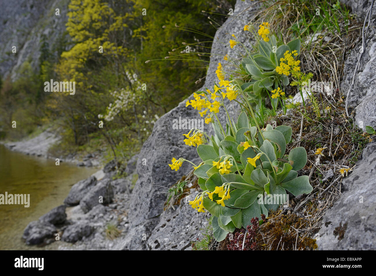 Dusty Miller, Garden Auricula (Primula auricula), blooming on a rock, Austria, Styria Stock Photo