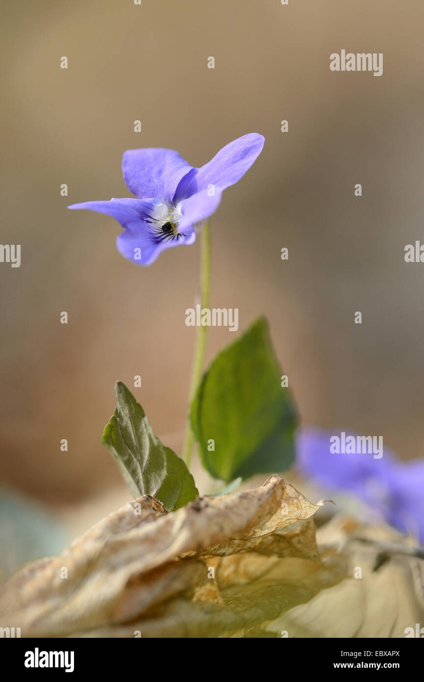 common violet, common dog-violet (Viola riviniana), blooming, Austria, Styria Stock Photo