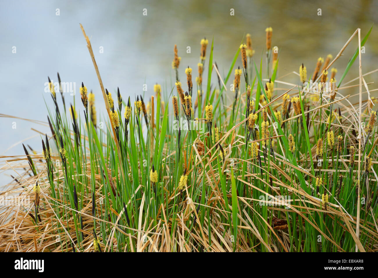 Sedge (Carex spec.), blooming sedege on the waterfront, Austria, Styria Stock Photo