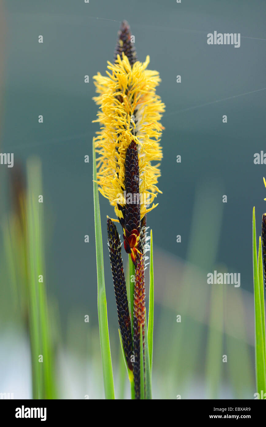 Sedge (Carex spec.), blooming sedge, Austria, Styria Stock Photo