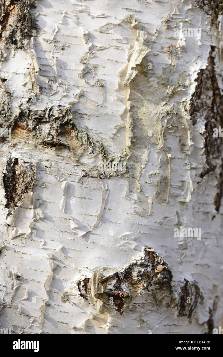 common birch, silver birch, European white birch, white birch (Betula pendula, Betula alba), birch stem, Austria, Styria Stock Photo