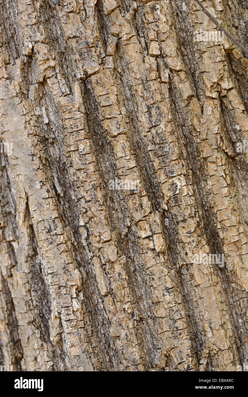 Spanish chestnut, sweet chestnut (Castanea sativa), bark, Austria, Styria Stock Photo