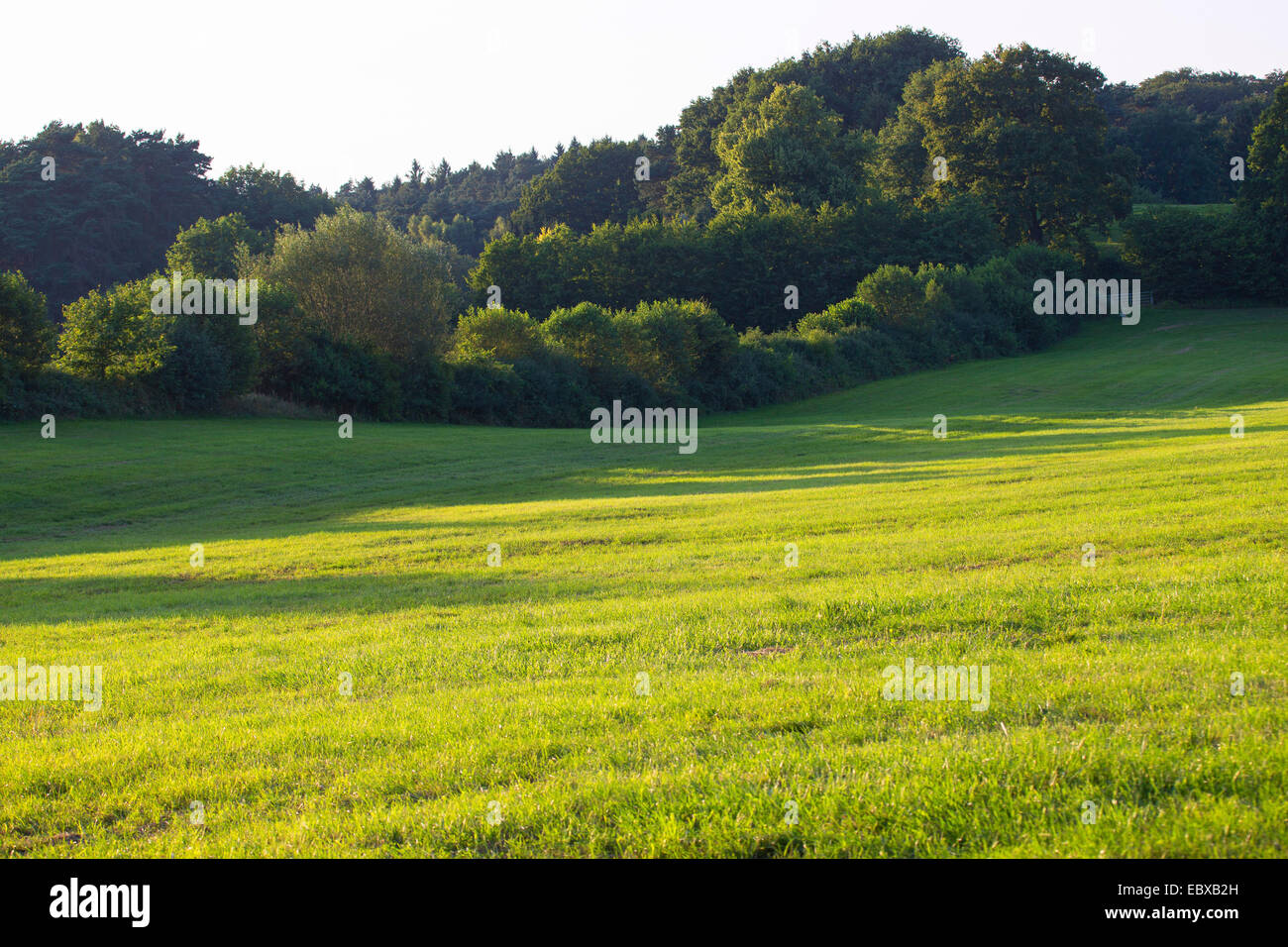 pastures with hedge banks, Germany, Schleswig-Holstein Stock Photo