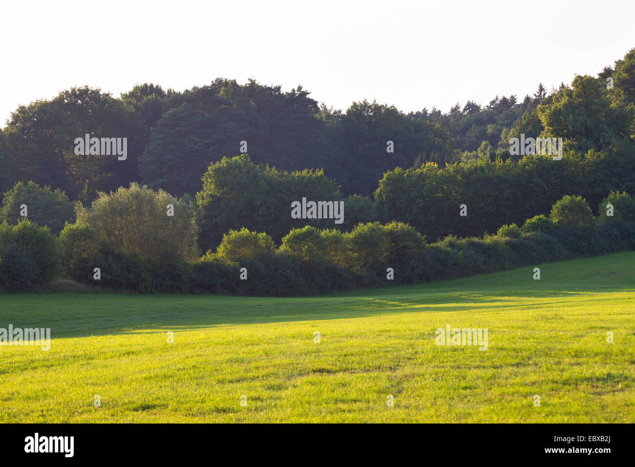 pastures with hedge banks, Germany, Schleswig-Holstein Stock Photo