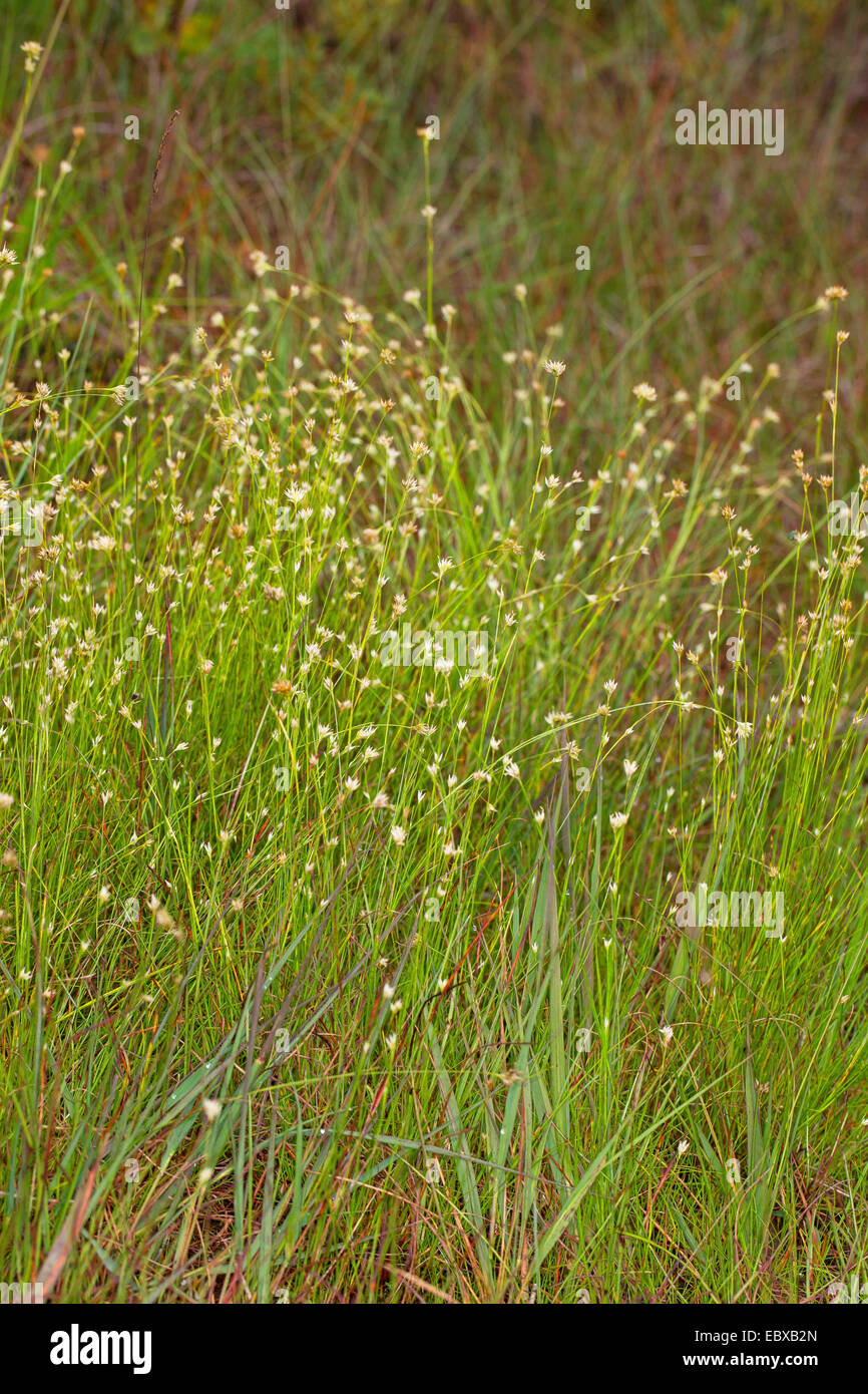 white beak-sedge (Rhynchospora alba), blooming, Germany Stock Photo