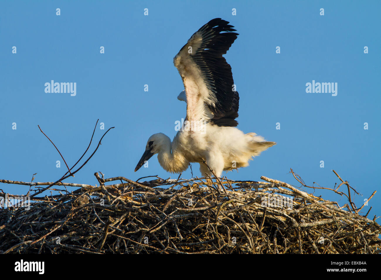 white stork (Ciconia ciconia), chick flapping wings, Switzerland, Sankt ...