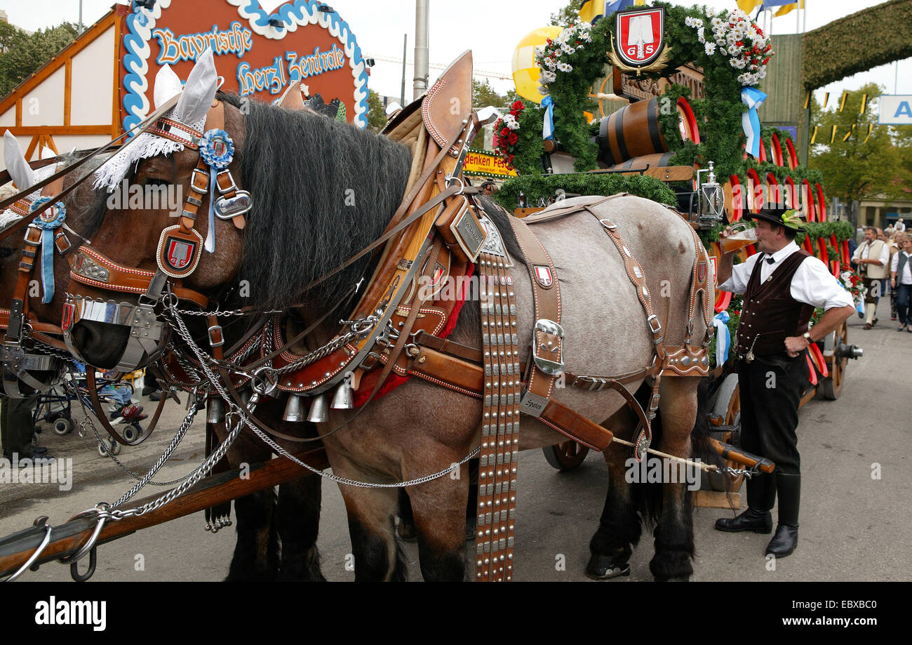 harnessed horse team at Oktoberfest in Munich, Germany, Bavaria, Muenchen Stock Photo