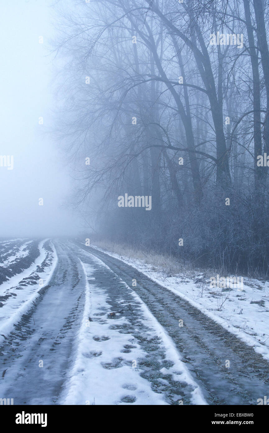 icy path reaching into a foggy forest, Slovakia Stock Photo - Alamy