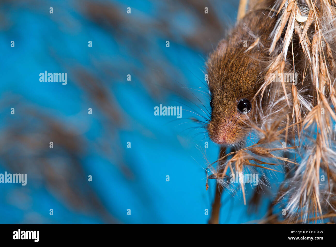 Old World harvest mouse (Micromys minutus), at panicle, Germany Stock Photo