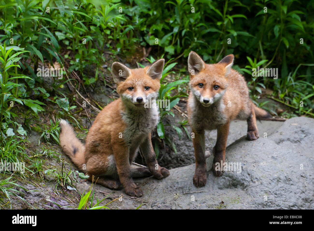 red fox (Vulpes vulpes), two fox cubs in front of their den, Switzerland, Sankt Gallen Stock Photo