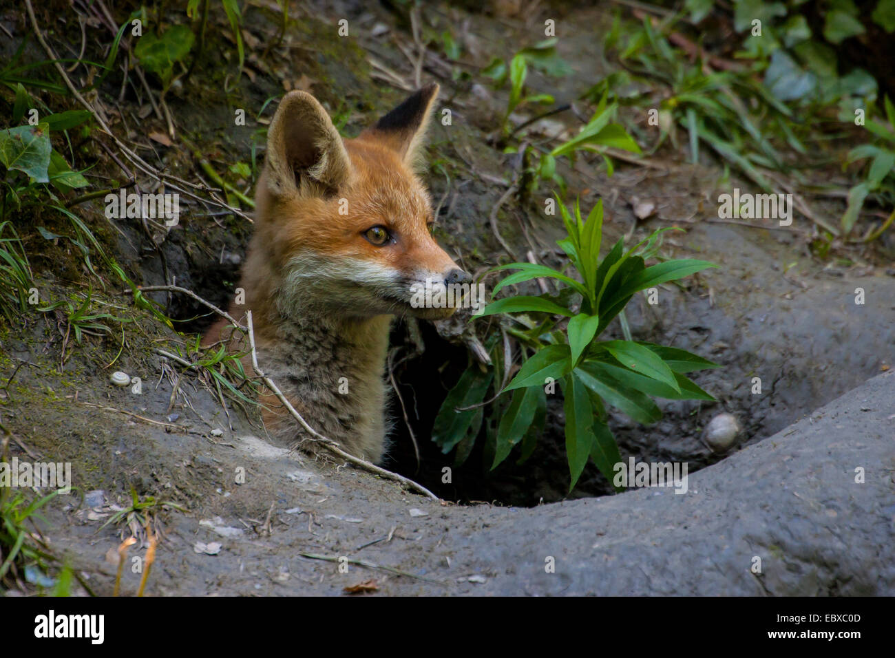 red fox (Vulpes vulpes), fox cub looks out of its den, Switzerland, Sankt Gallen Stock Photo