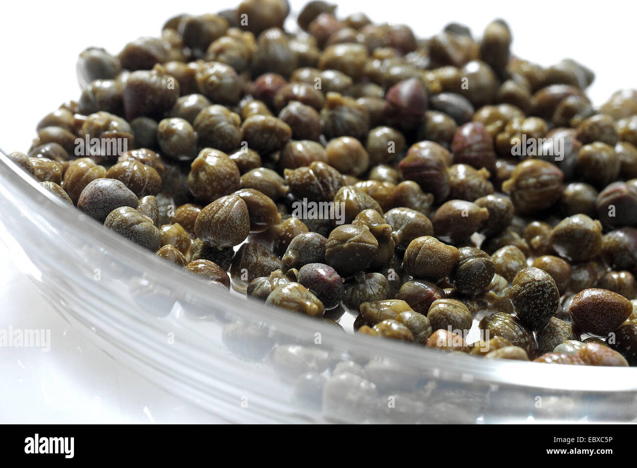 caper, alcaperro, caper berry, caper bud, caper bush, caper fruit