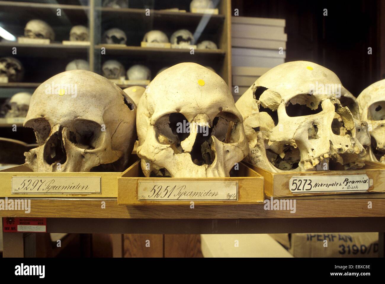 human skulls in a museum of natural history Stock Photo