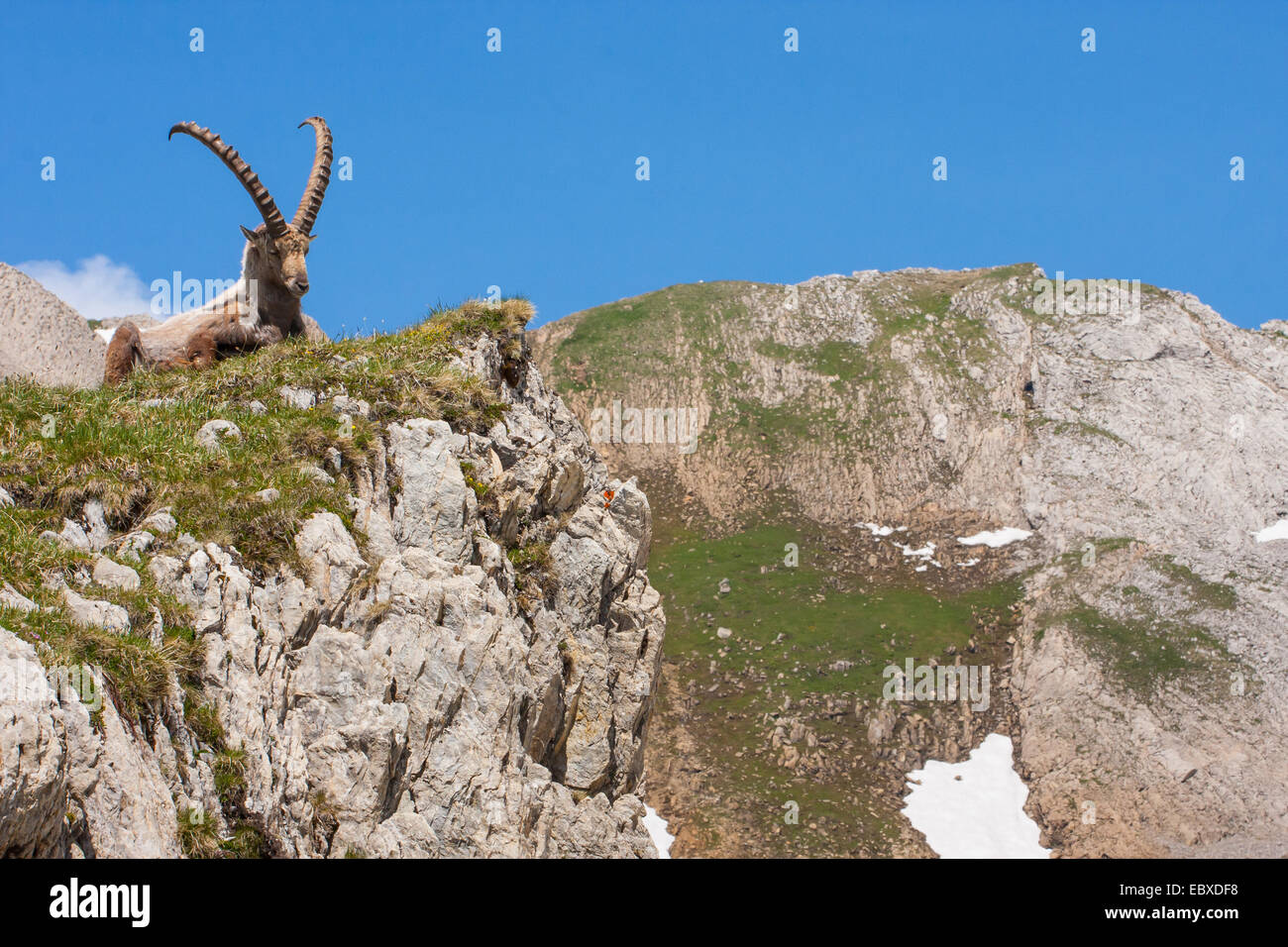 Alpine ibex (Capra ibex, Capra ibex ibex), resting in beautiful mountain scenery, Switzerland, Alpstein, Saentis Stock Photo