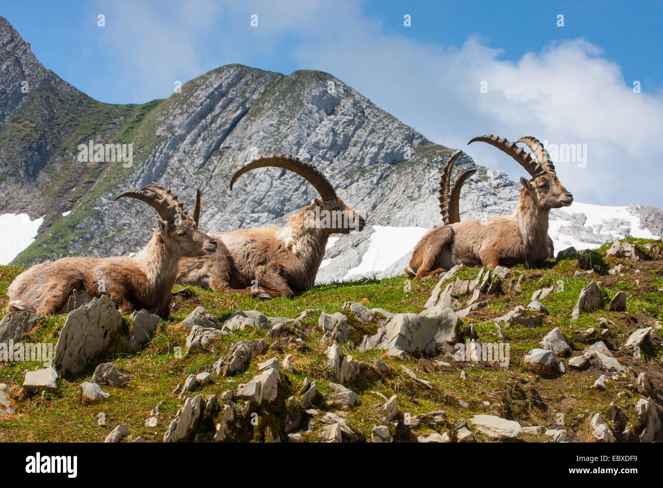 Alpine ibex (Capra ibex, Capra ibex ibex), group resting in beautiful mountain scenery, Switzerland, Alpstein, Saentis Stock Photo