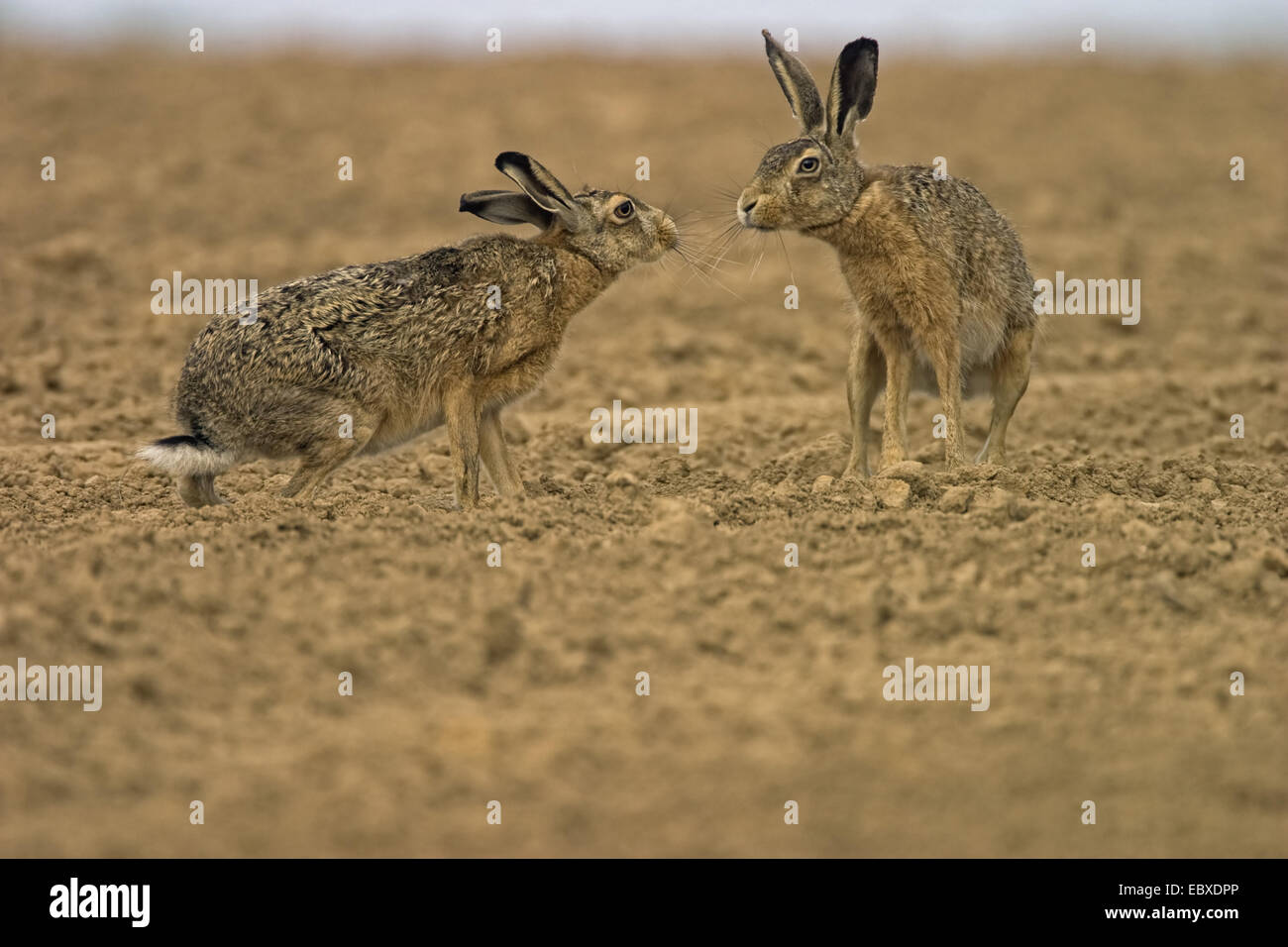 European hare, Brown hare (Lepus europaeus), Meeting on arable land, Belgium Stock Photo