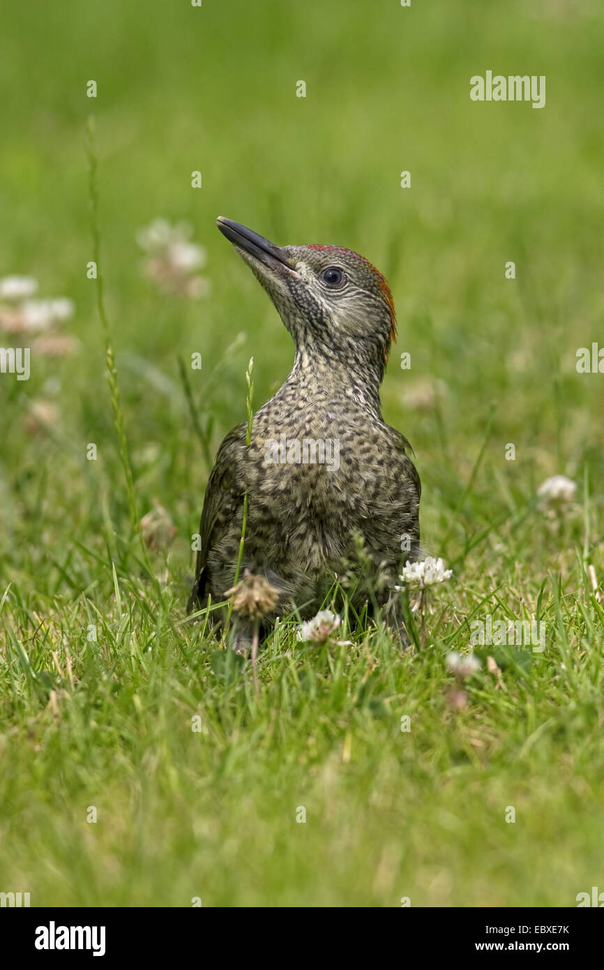 green woodpecker (Picus viridis), in meadow, Belgium Stock Photo