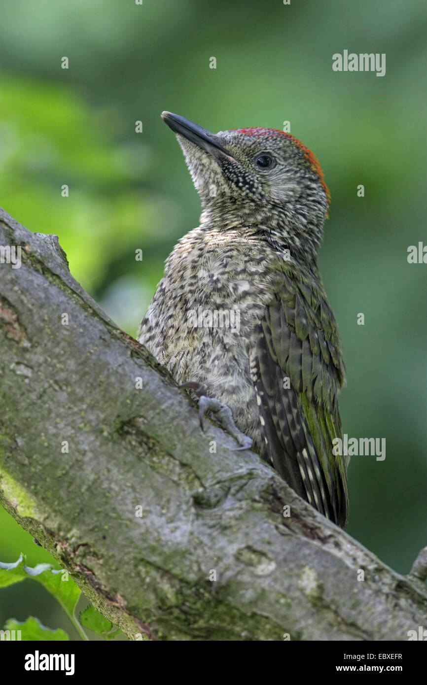 green woodpecker (Picus viridis), on tree trunk, Belgium Stock Photo