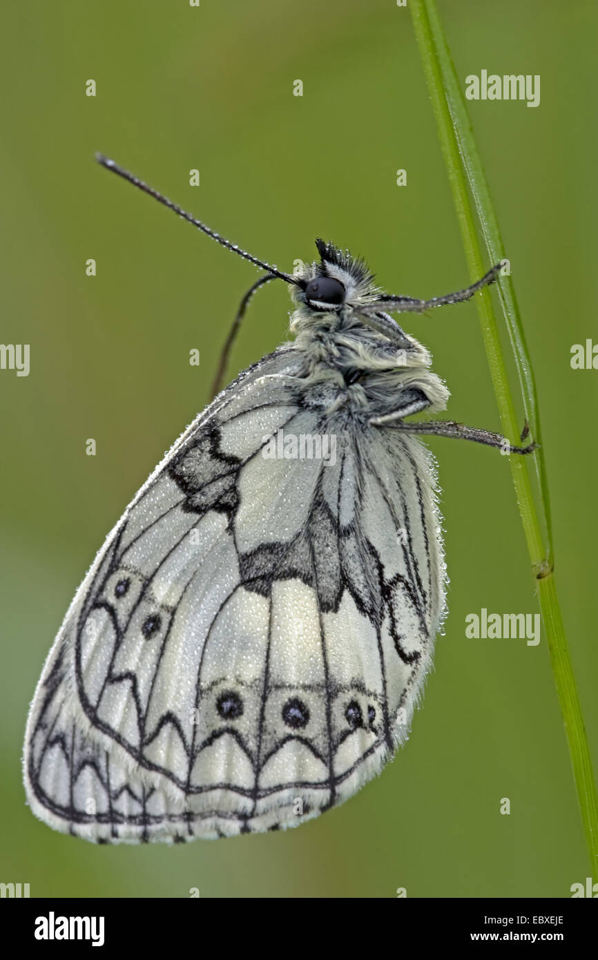 marbled white (Melanargia galathea), Resting on grass stem, France Stock Photo