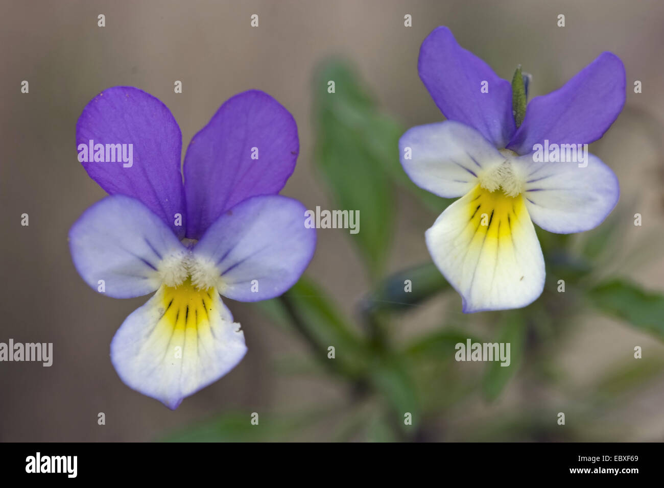 heart's ease, heartsease, wild pansy, three colored violet (Viola tricolor), two flowers, France Stock Photo