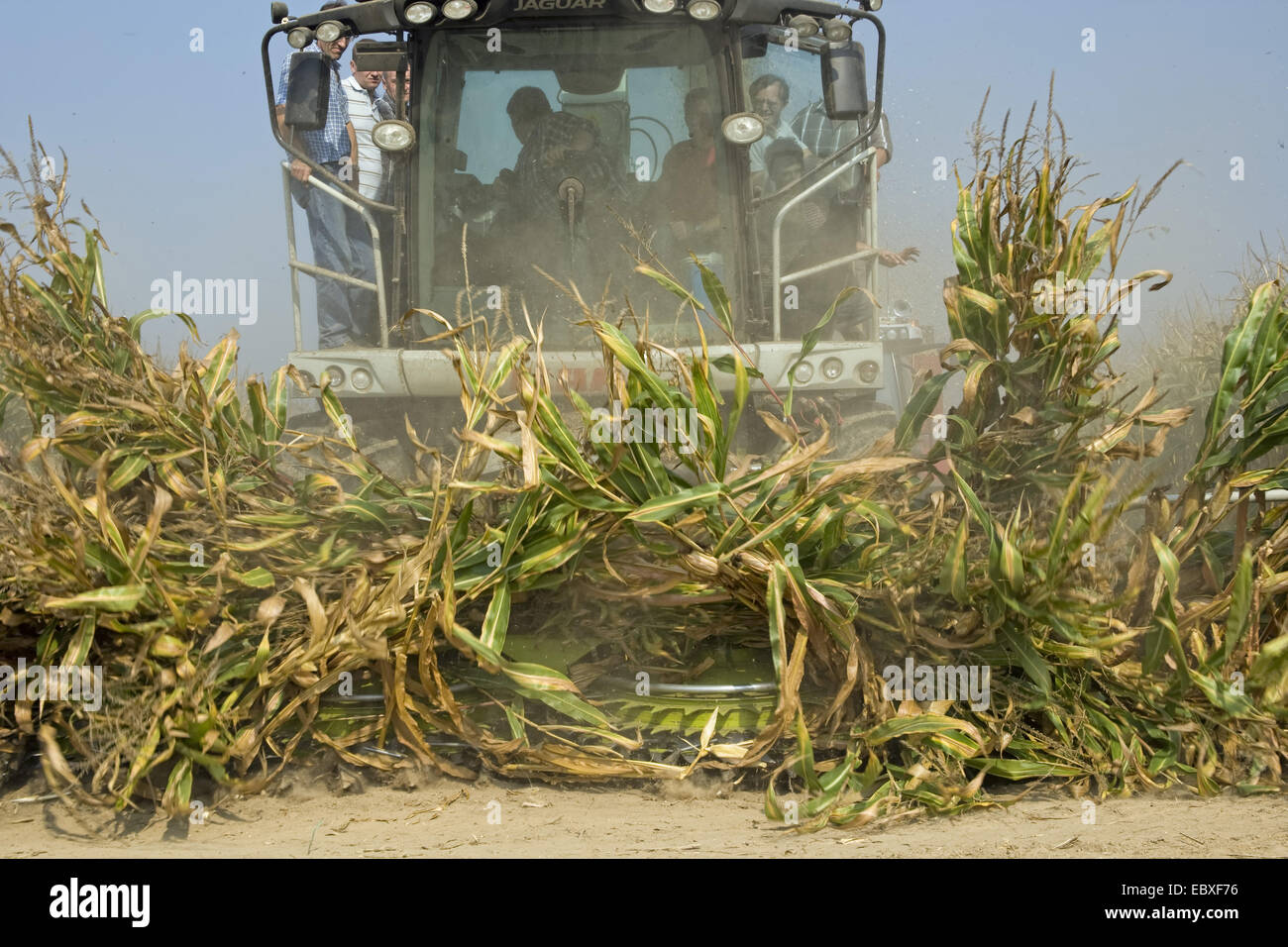 Indian corn, maize (Zea mays), Harvest, Belgium, East Flanders, Heurne Stock Photo