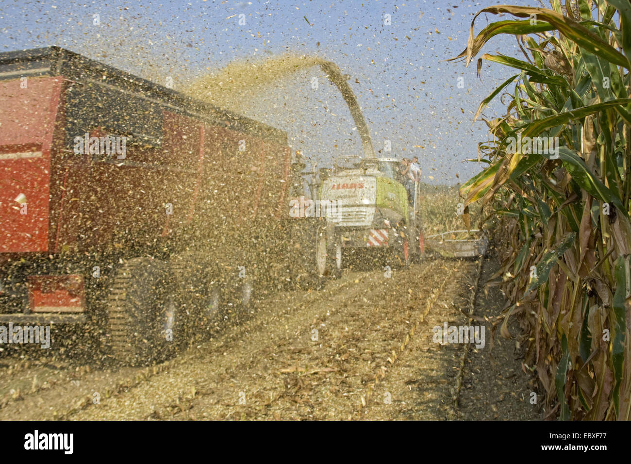 Indian corn, maize (Zea mays), corn harvest, Belgium, East Flanders, Heurne Stock Photo