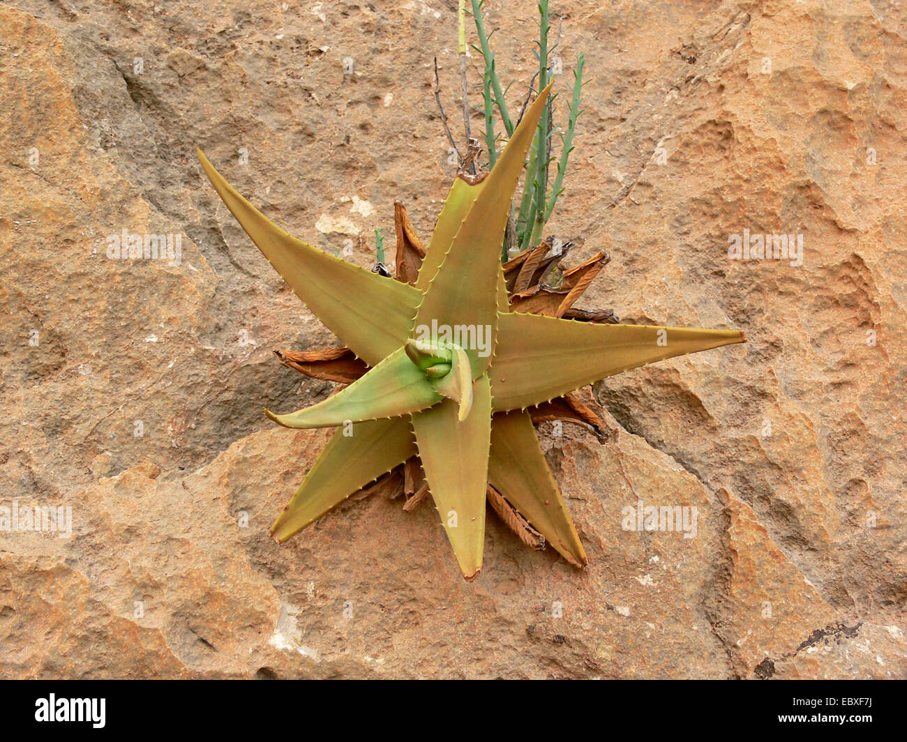 Aloe (Aloe spec.), leaf rosette in a rock wall, Yemen, Socotra Stock Photo