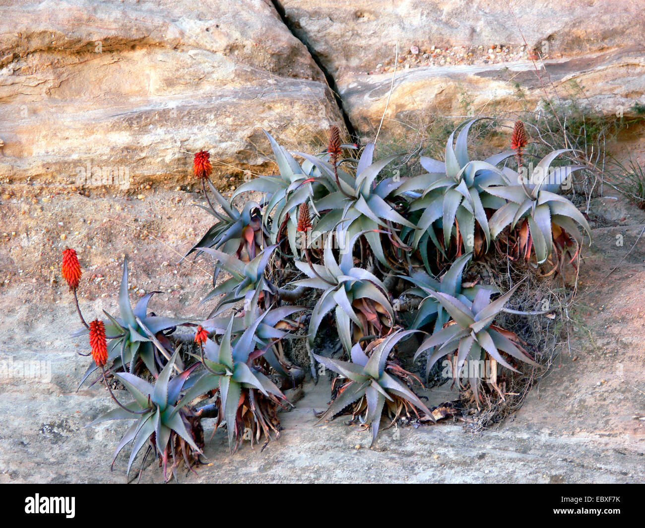 Aloe (Aloe spec.), blooming plants, Yemen, Thulla Stock Photo