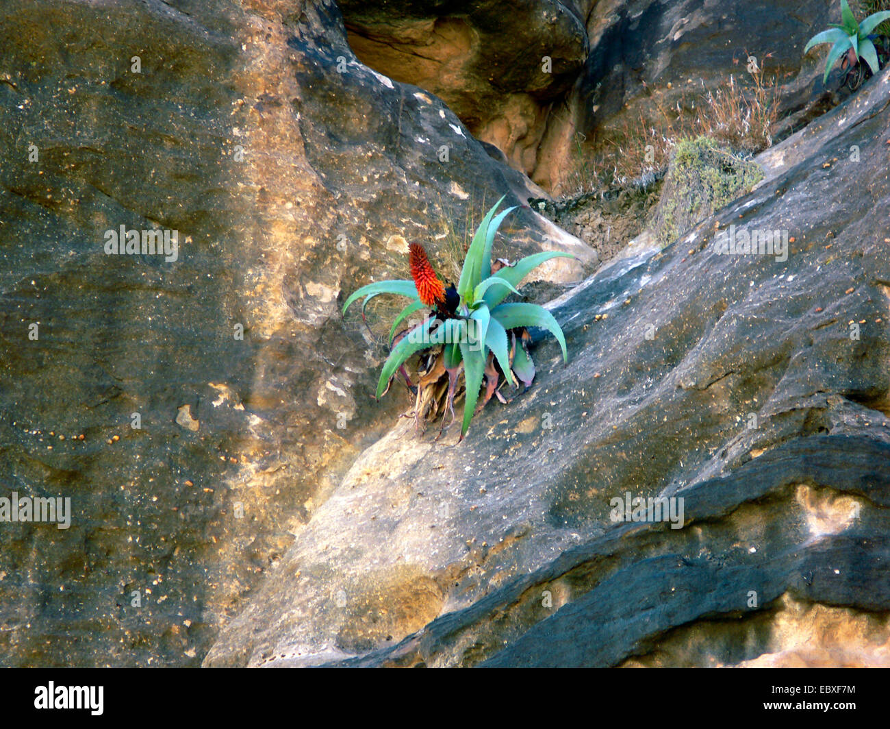 Aloe red flowers succulent hi-res stock photography and images - Page 5 -  Alamy