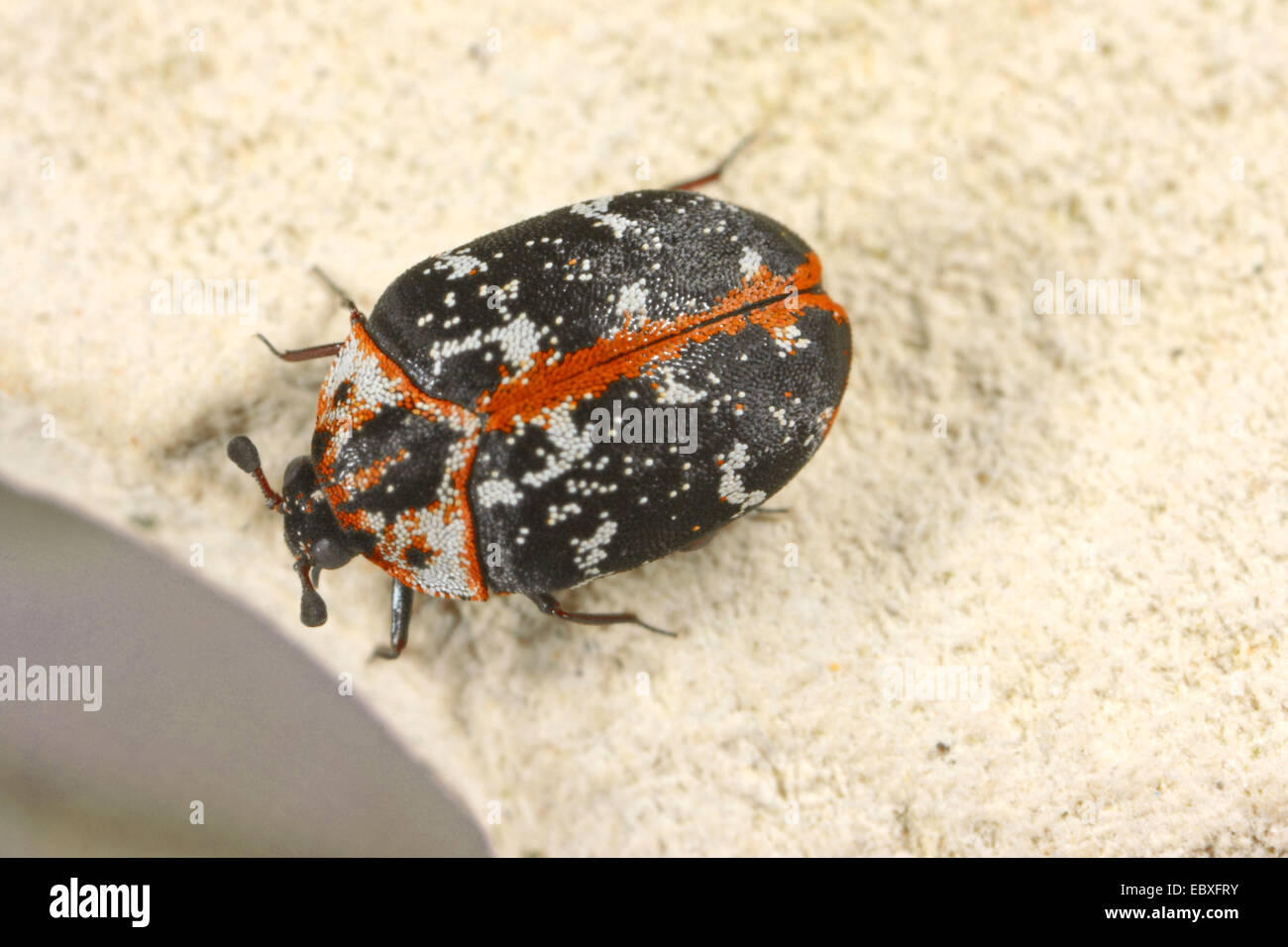 carpet beetle (Anthrenus scrophulariae), high angle view, Germany Stock Photo