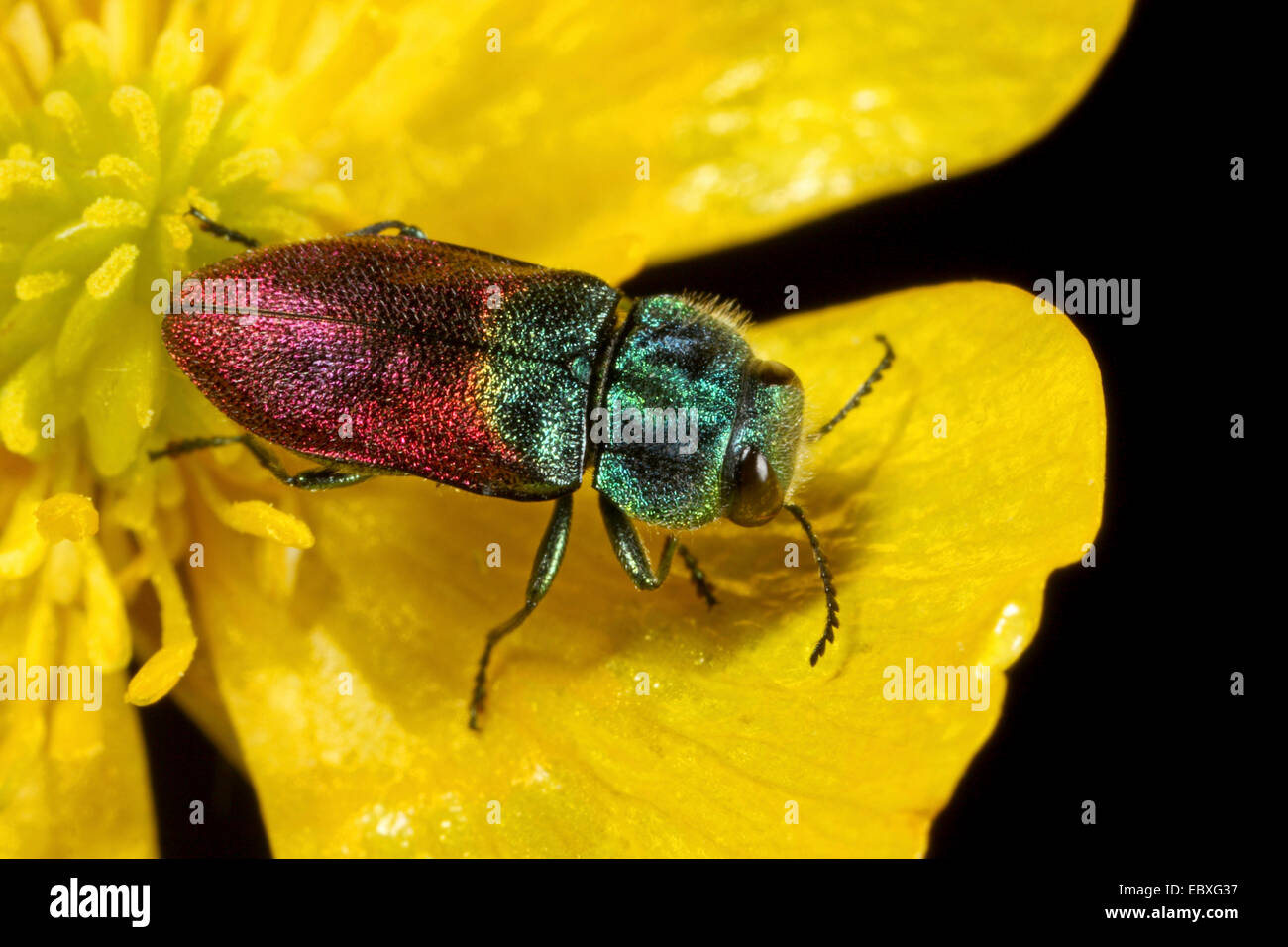 splendour beetle (Anthaxia salicis), on a flower, Germany Stock Photo