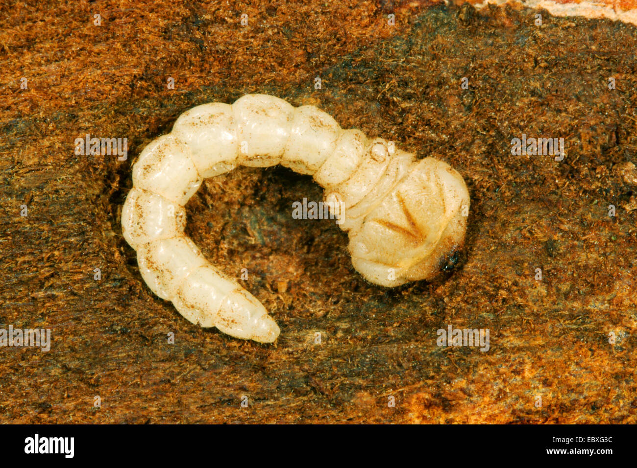 Boring beetle larvae hi-res stock photography and images - Alamy