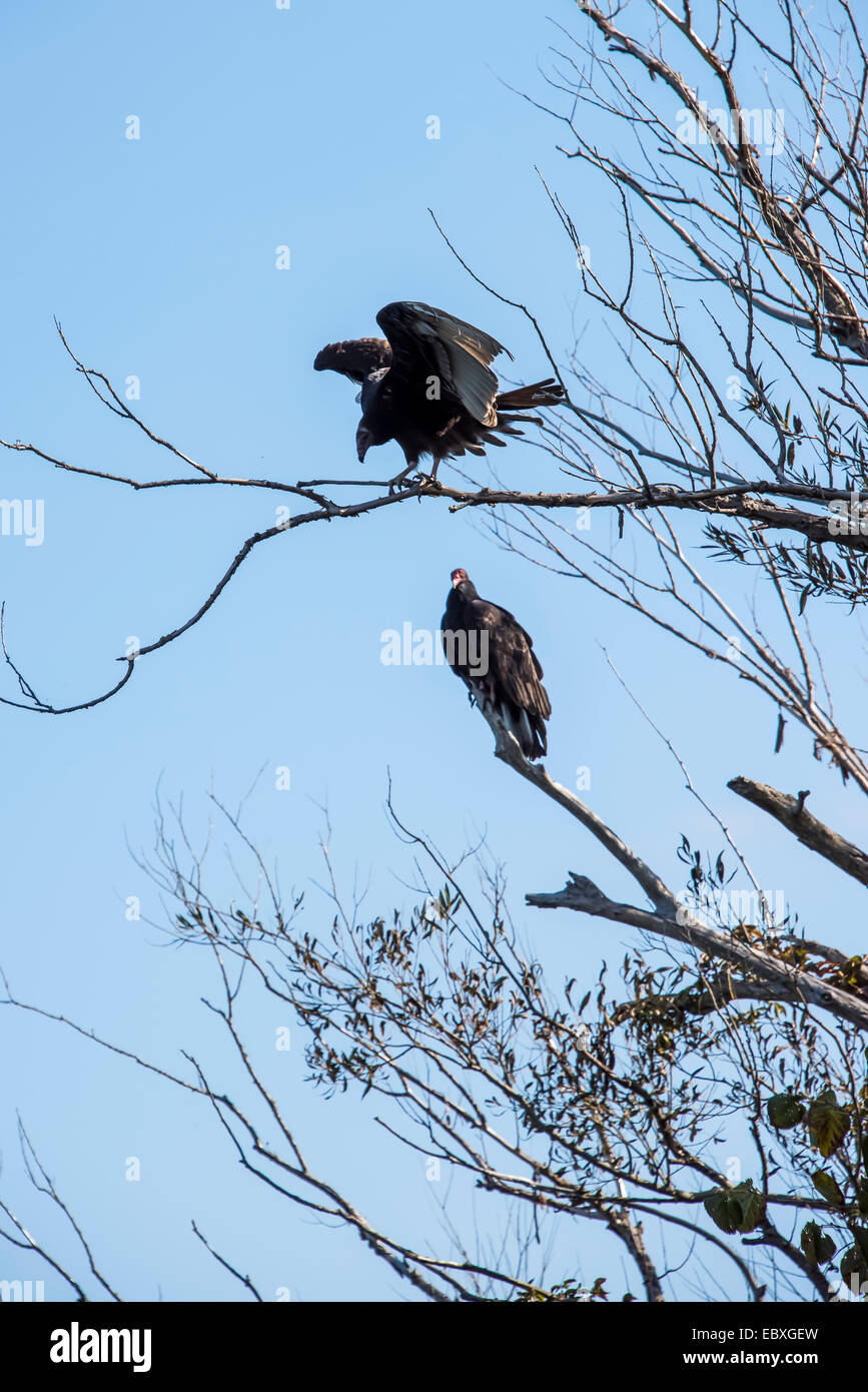 Buzzards in leafless tree Stock Photo Alamy