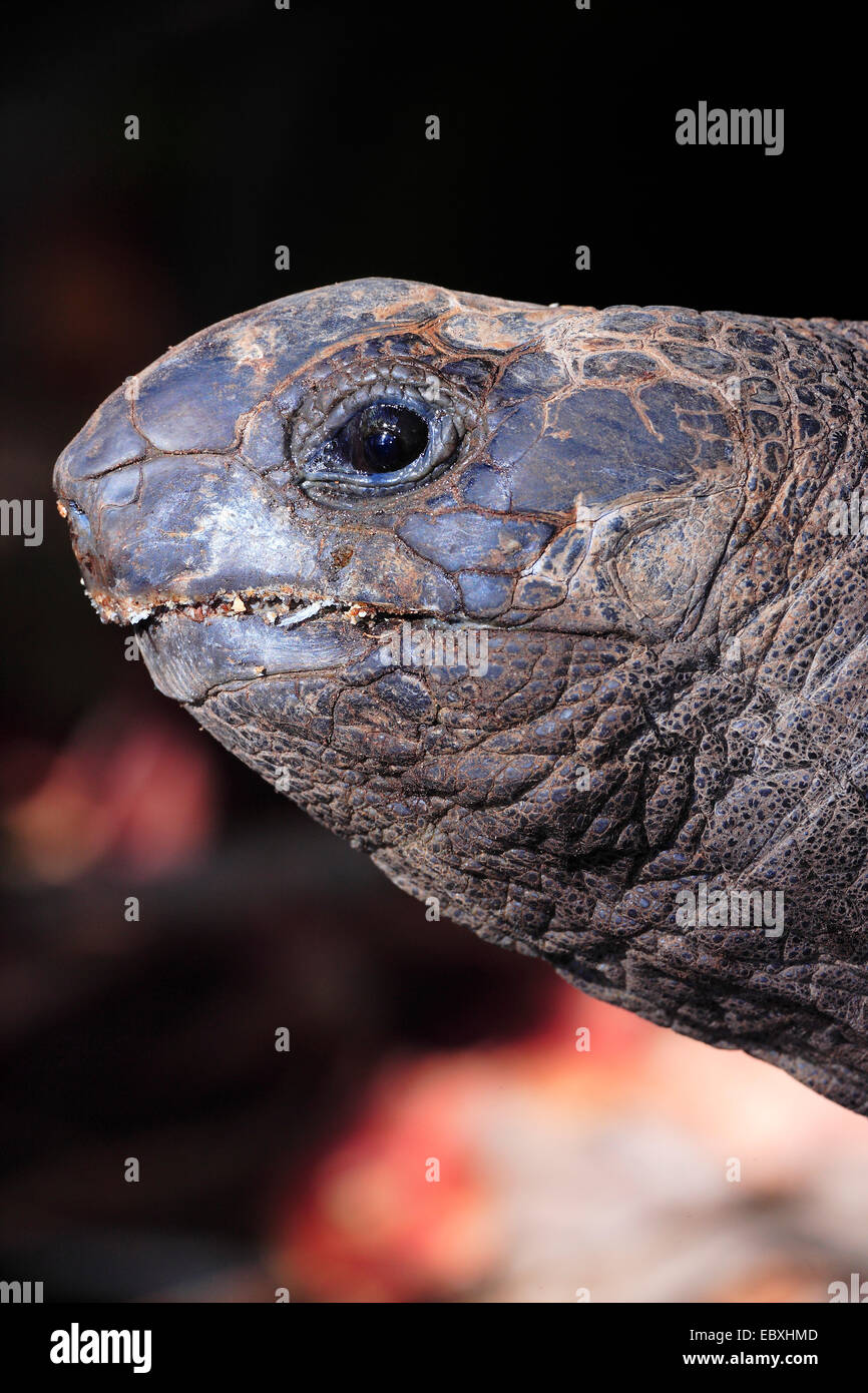A close up image of a free living giant tortoise on the Seychelles ...