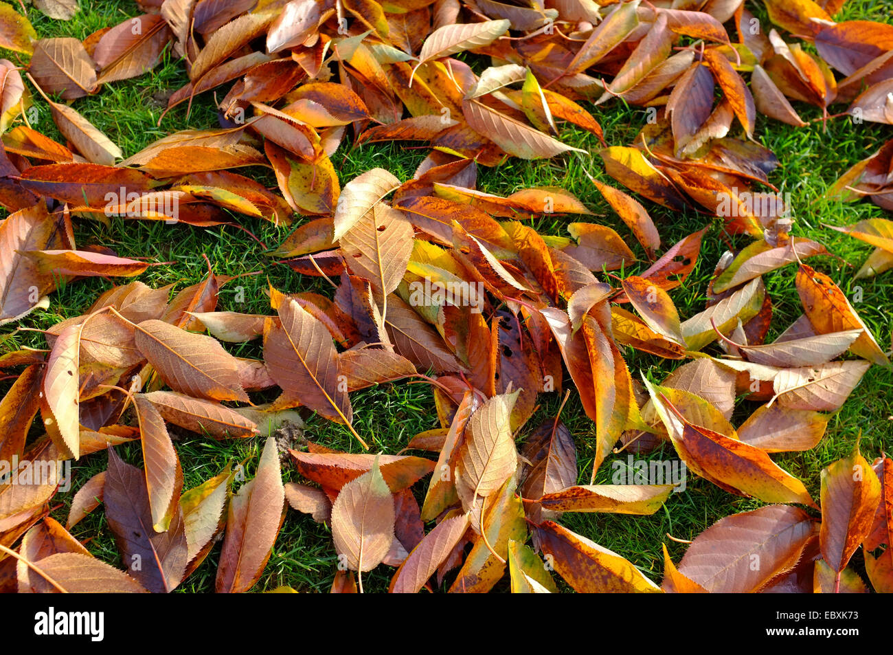 fallen Autumn leaves on grass Stock Photo