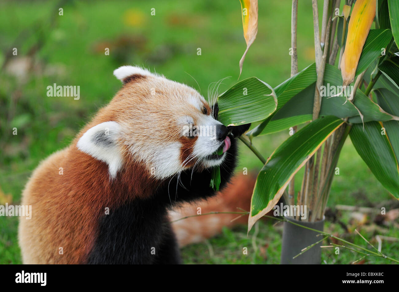 Red panda eating bamboo hi-res stock photography and images - Alamy