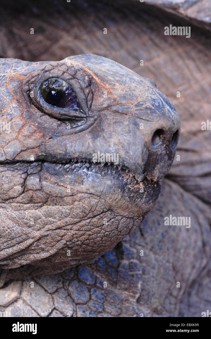 A close up image of a free living giant tortoise on the Seychelles ...